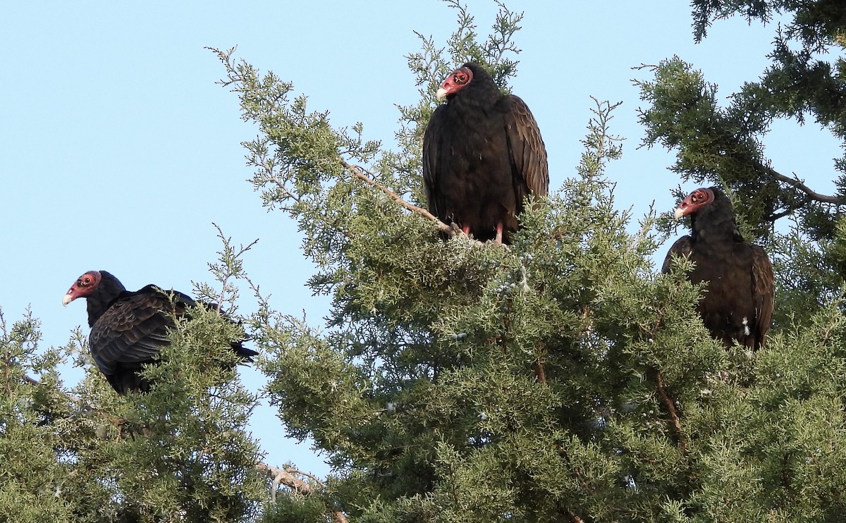 Turkey Vulture - ML619746927
