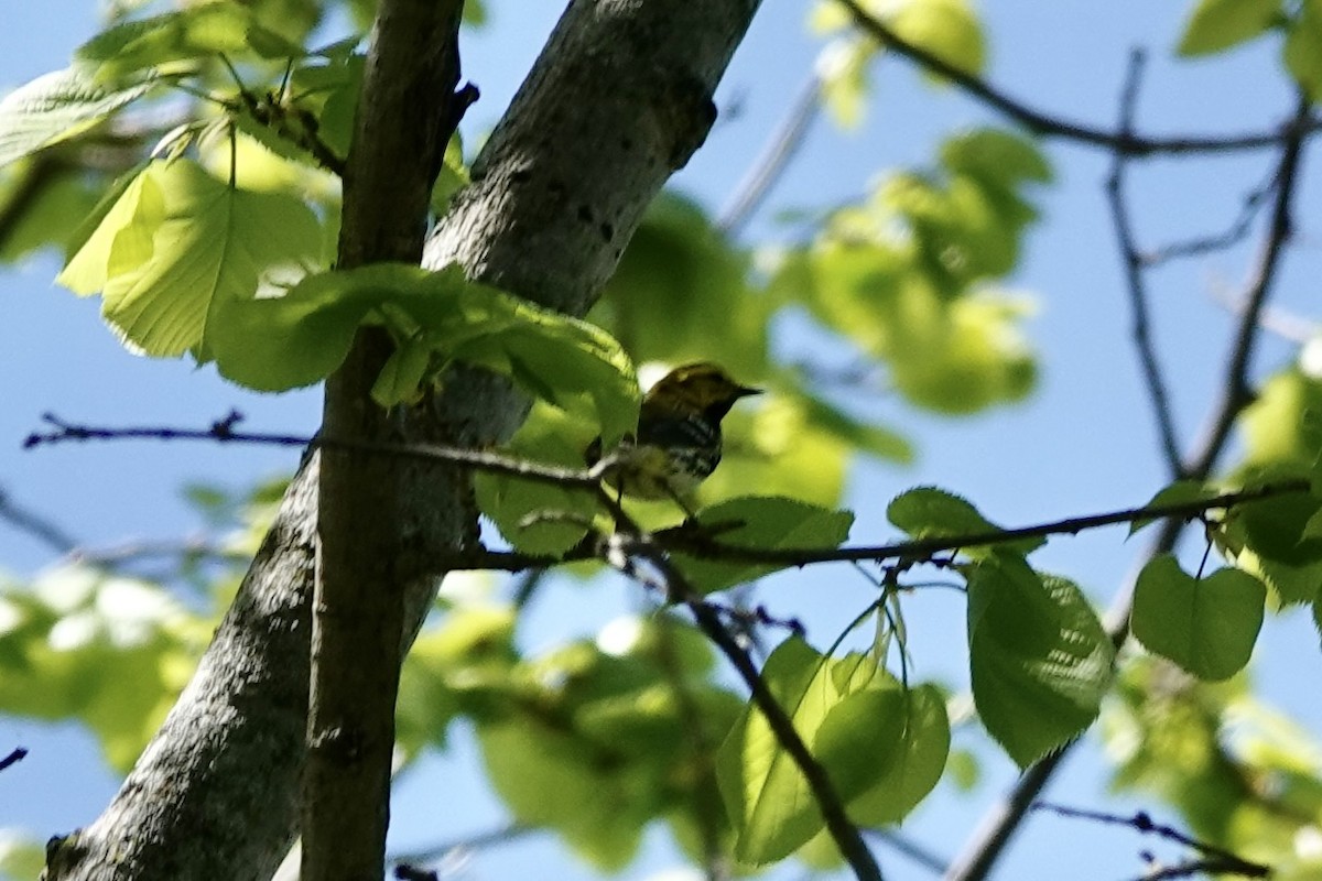 Black-throated Green Warbler - ML619746962
