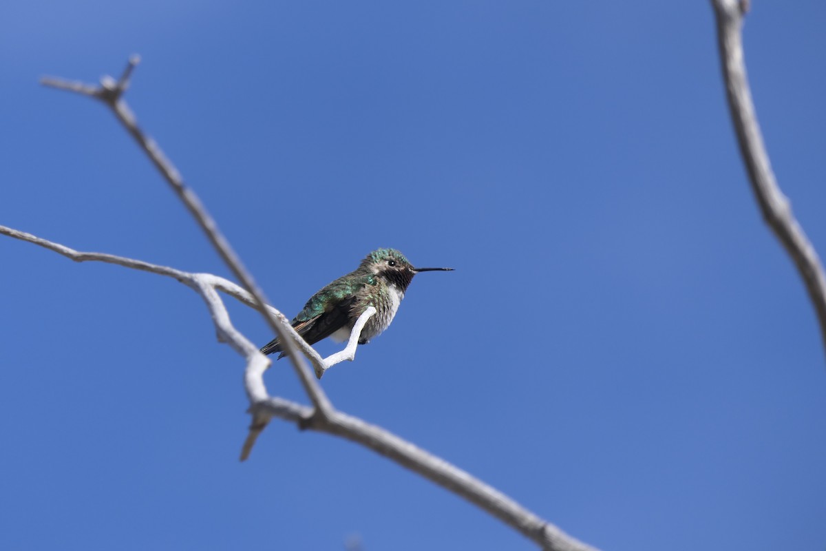 Broad-tailed Hummingbird - ML619746999