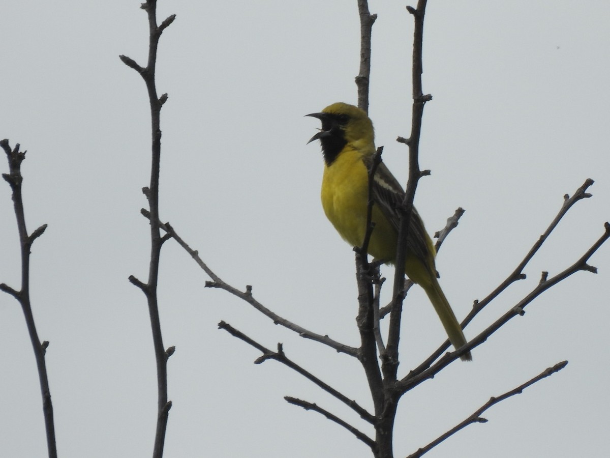 Orchard Oriole - ML619747004