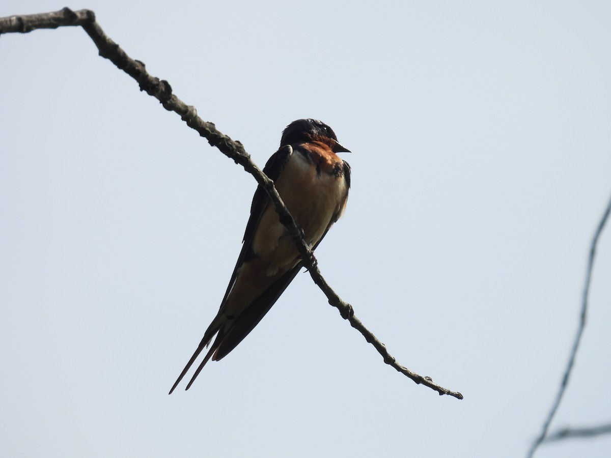 Barn Swallow - ML619747006