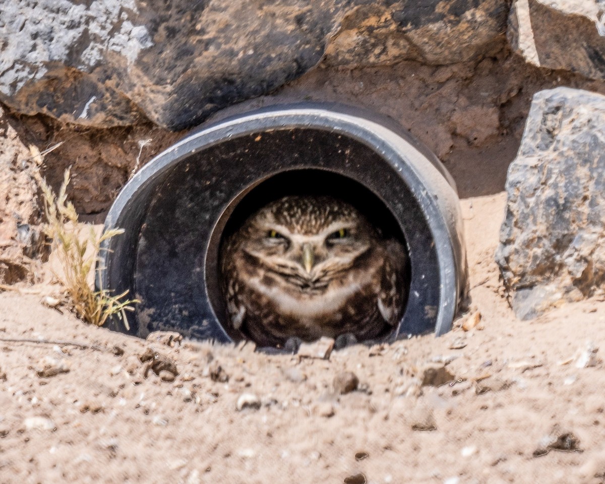 Burrowing Owl - ML619747019