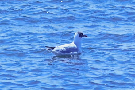 Black-headed Gull - ML619747037