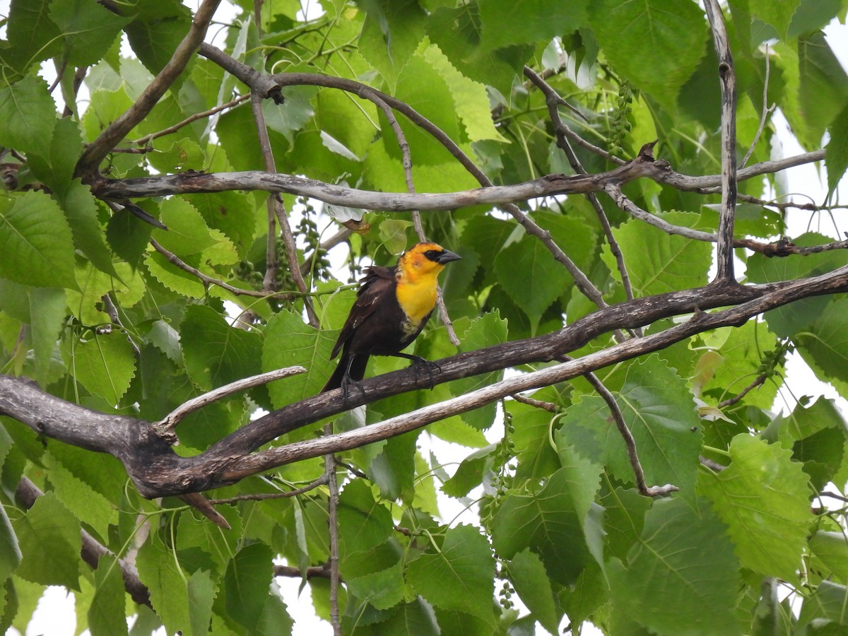 Yellow-headed Blackbird - ML619747059
