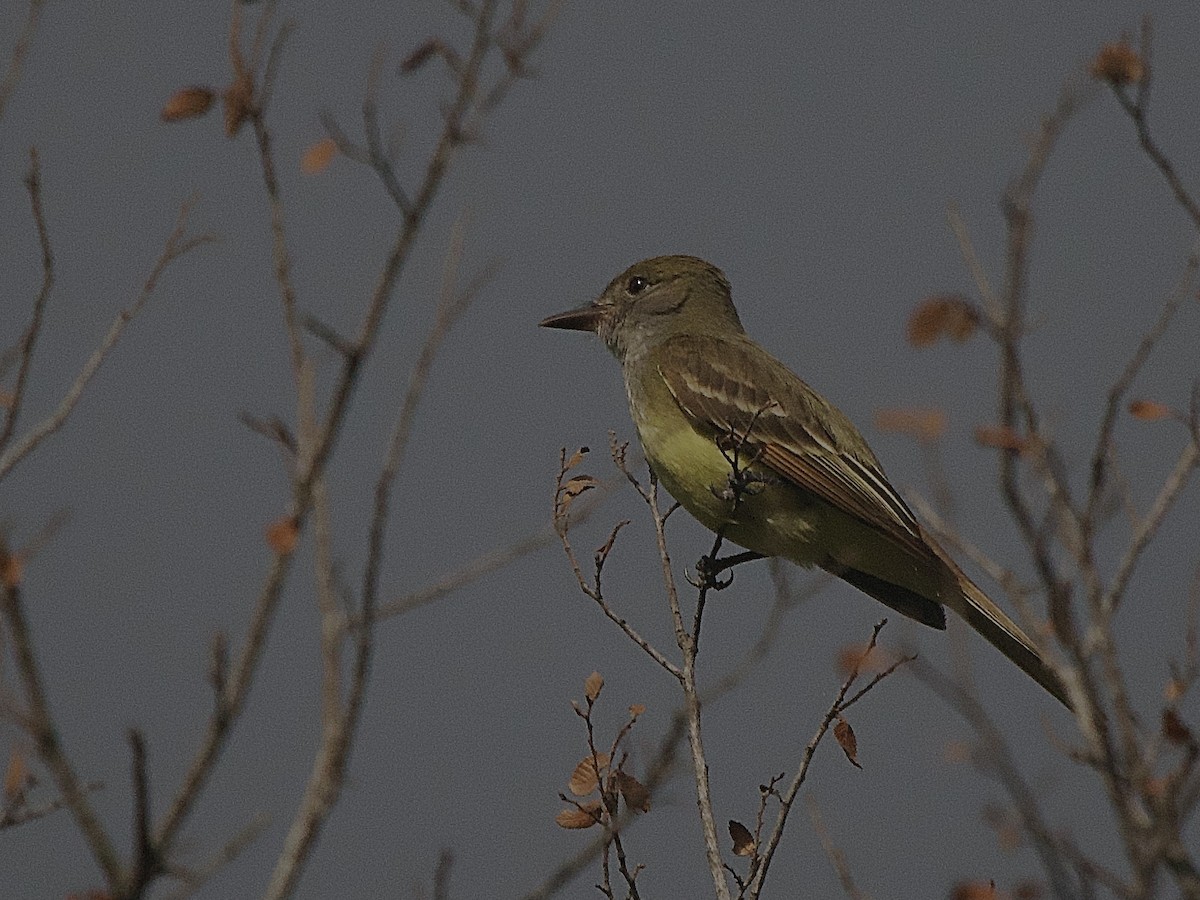 Great Crested Flycatcher - ML619747130