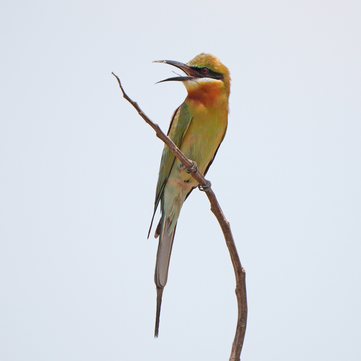 Blue-tailed Bee-eater - ML619747141