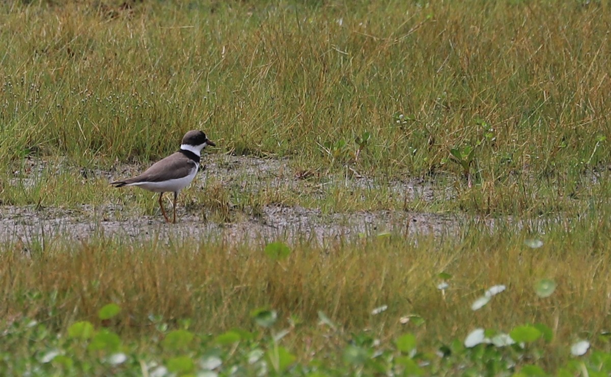 Semipalmated Plover - ML619747155