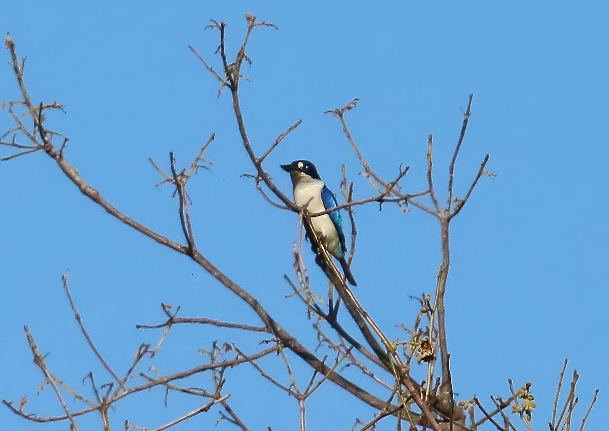 Forest Kingfisher - ML619747201