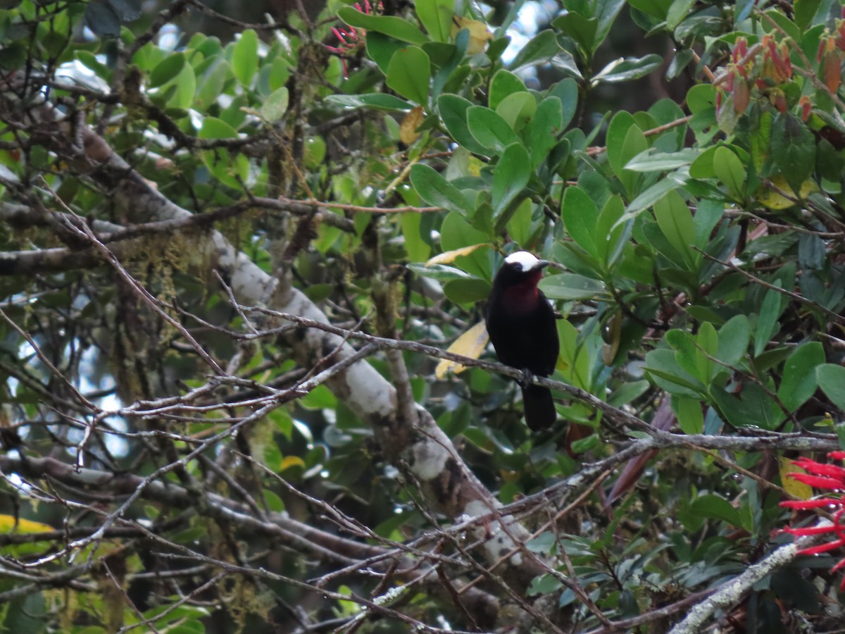 White-capped Tanager - ML619747232