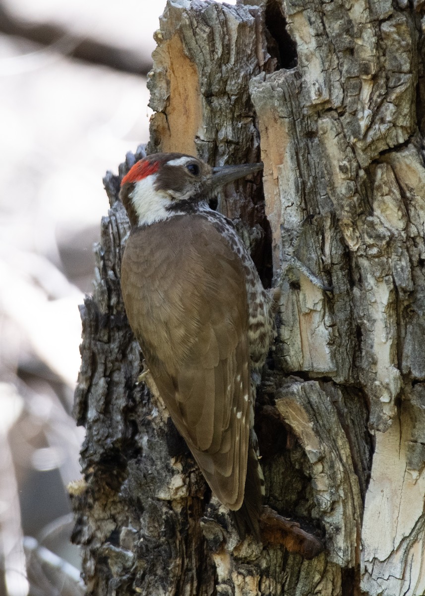 Arizona Woodpecker - ML619747238