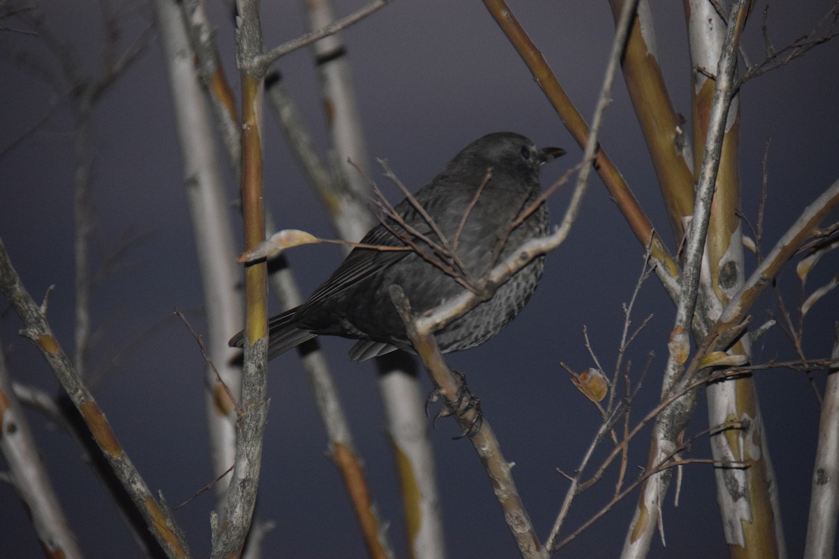 Eurasian Blackbird - ML619747273
