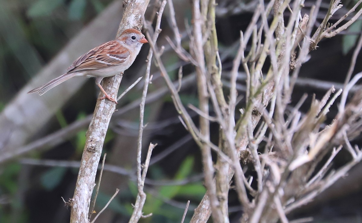Field Sparrow - ML619747309