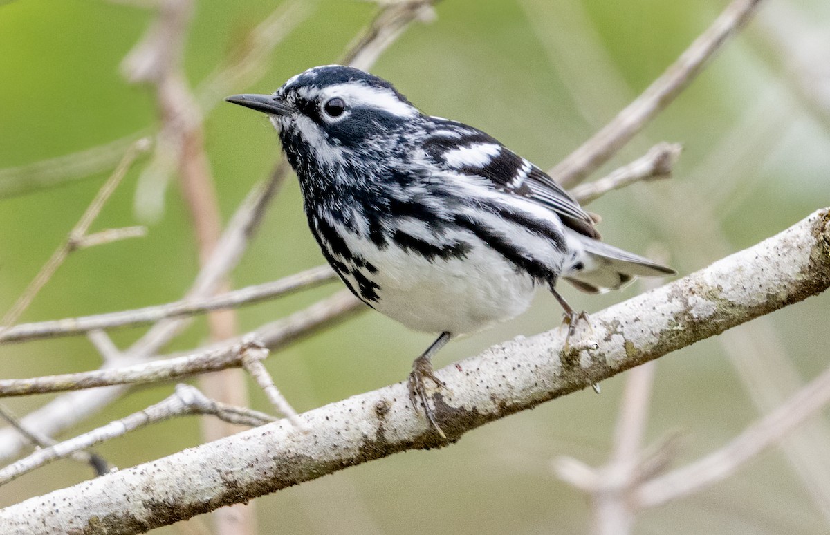 Black-and-white Warbler - ML619747311