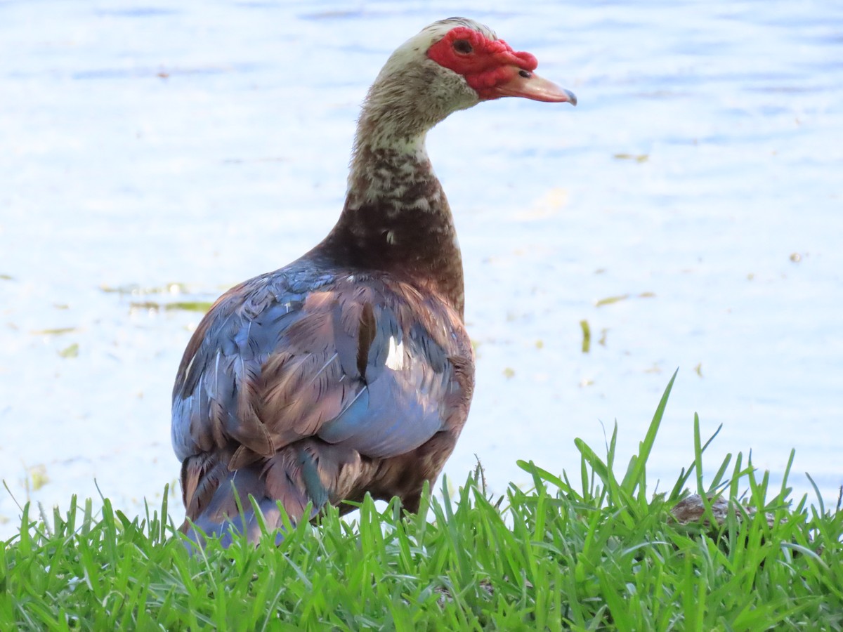 Muscovy Duck (Domestic type) - ML619747321