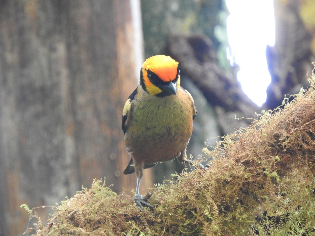 Flame-faced Tanager - ML619747331