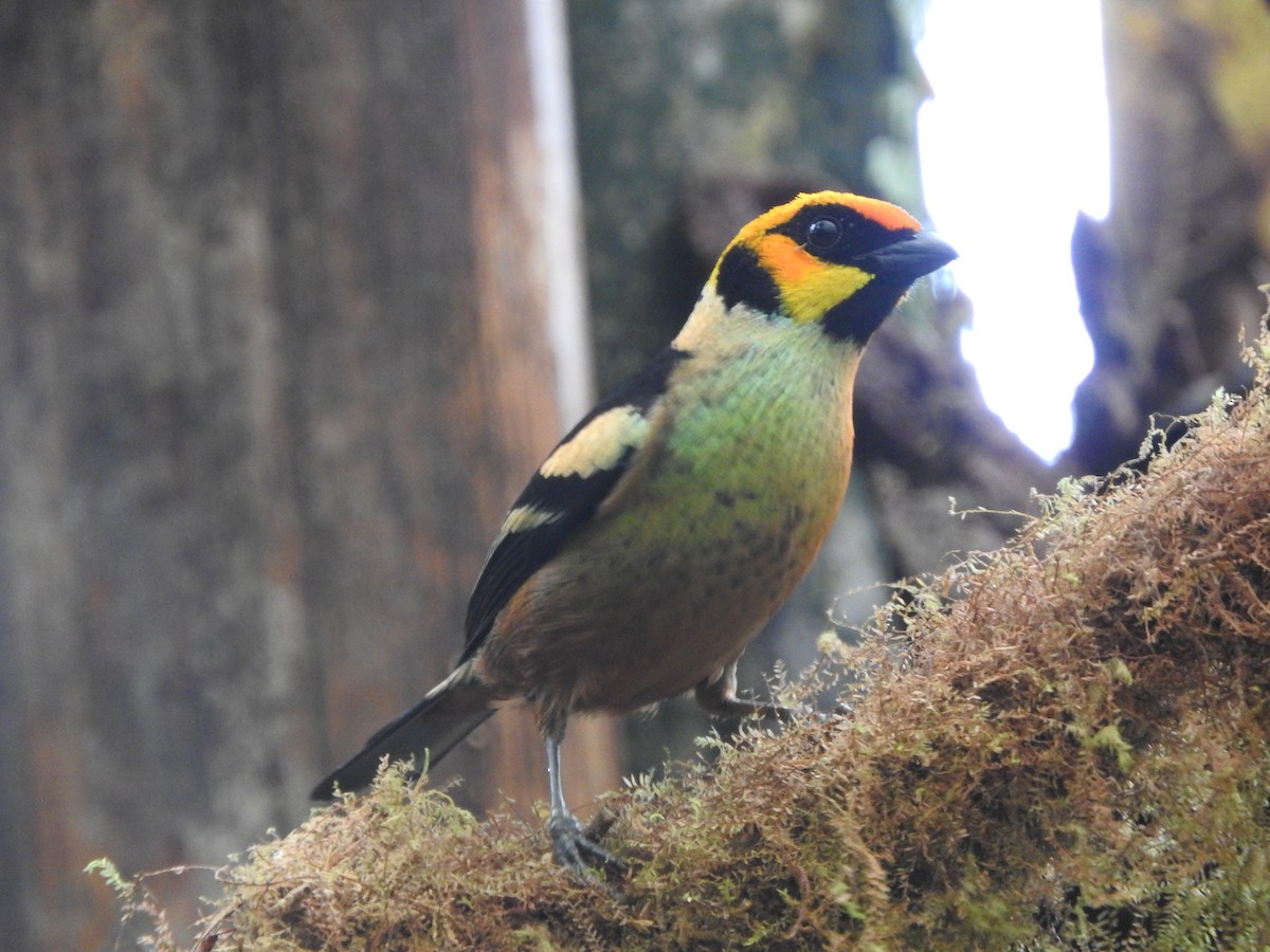 Flame-faced Tanager - ML619747332