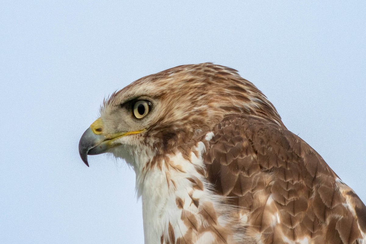 Red-tailed Hawk - ML619747355