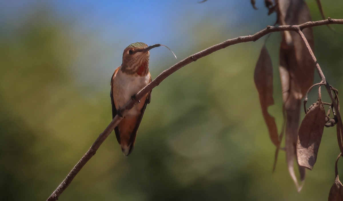 Allen's Hummingbird - ML619747356