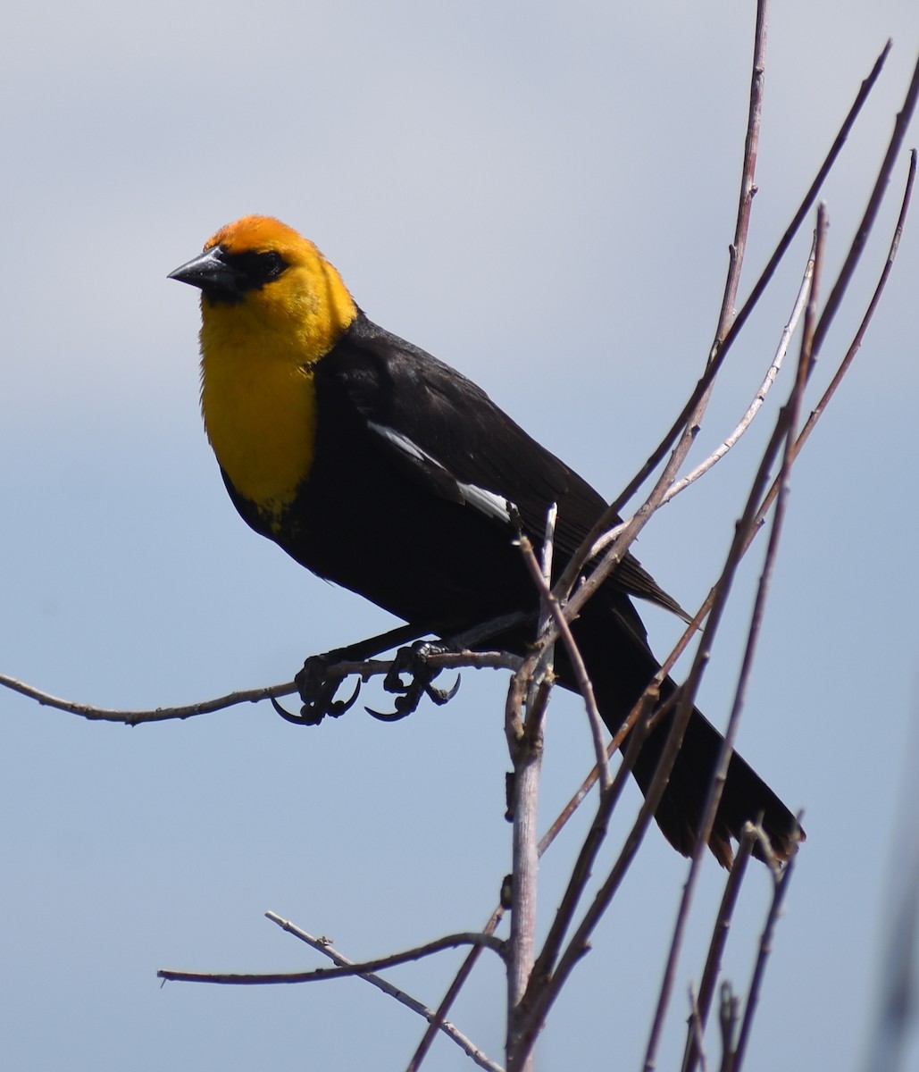 Yellow-headed Blackbird - ML619747358
