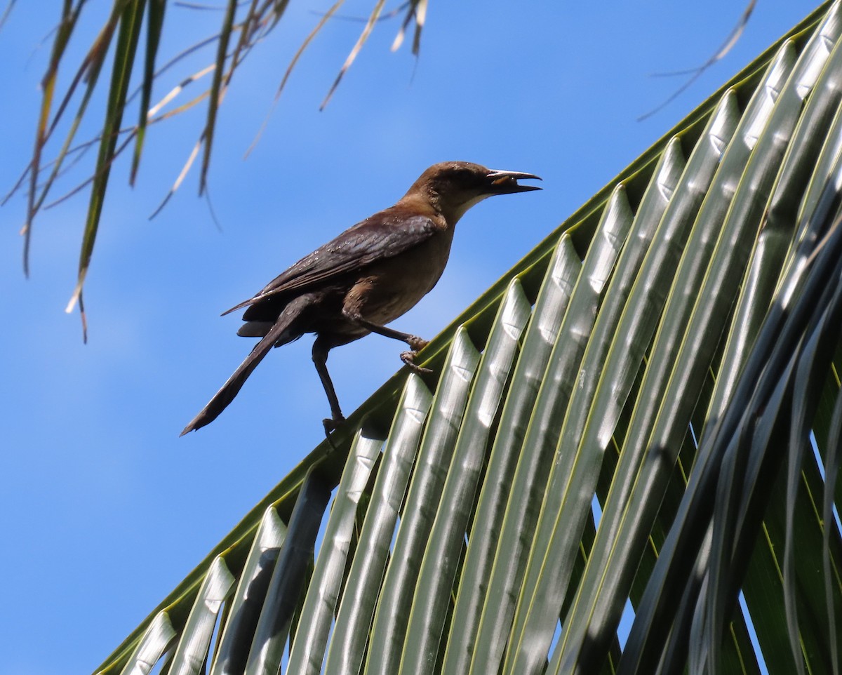 Boat-tailed Grackle - ML619747365