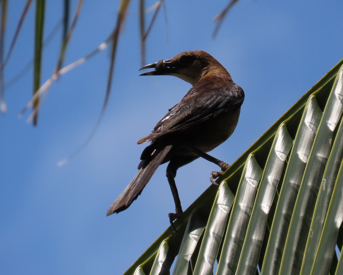 Boat-tailed Grackle - ML619747366