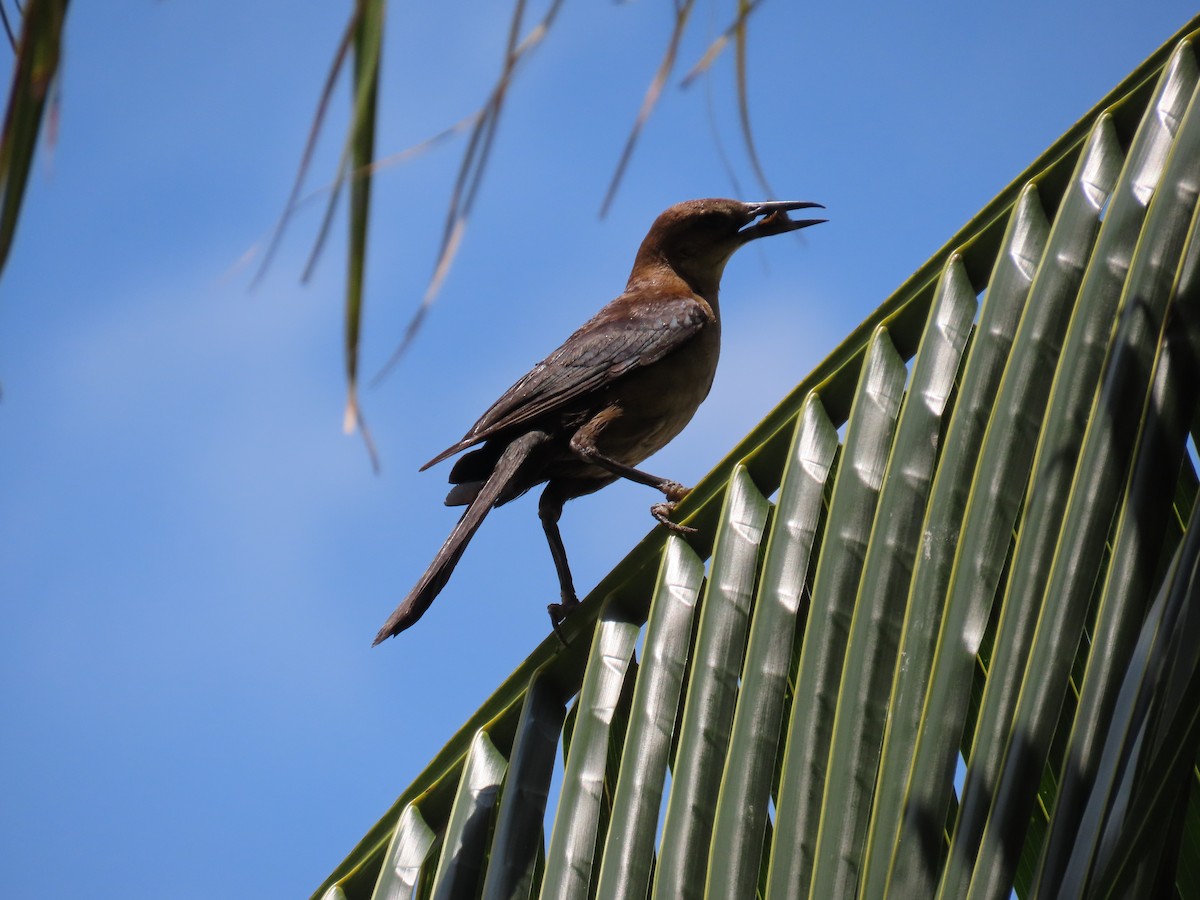 Boat-tailed Grackle - ML619747367