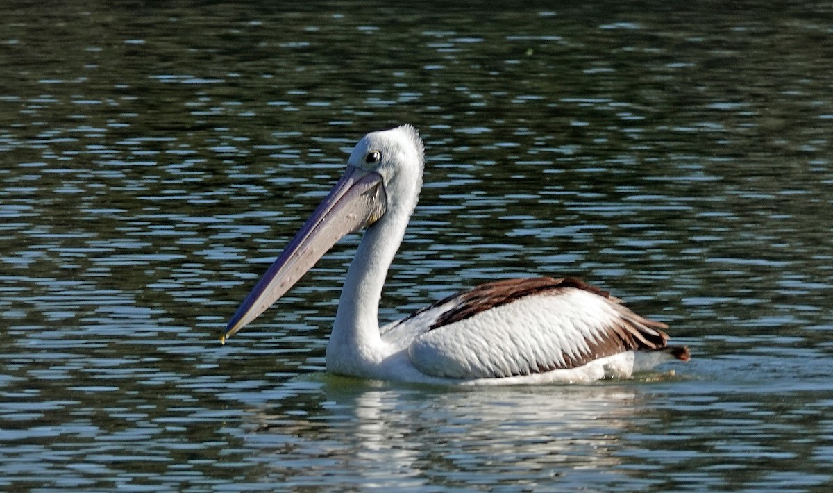 pelikán australský - ML619747458