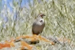 Lark Sparrow - ML619747539