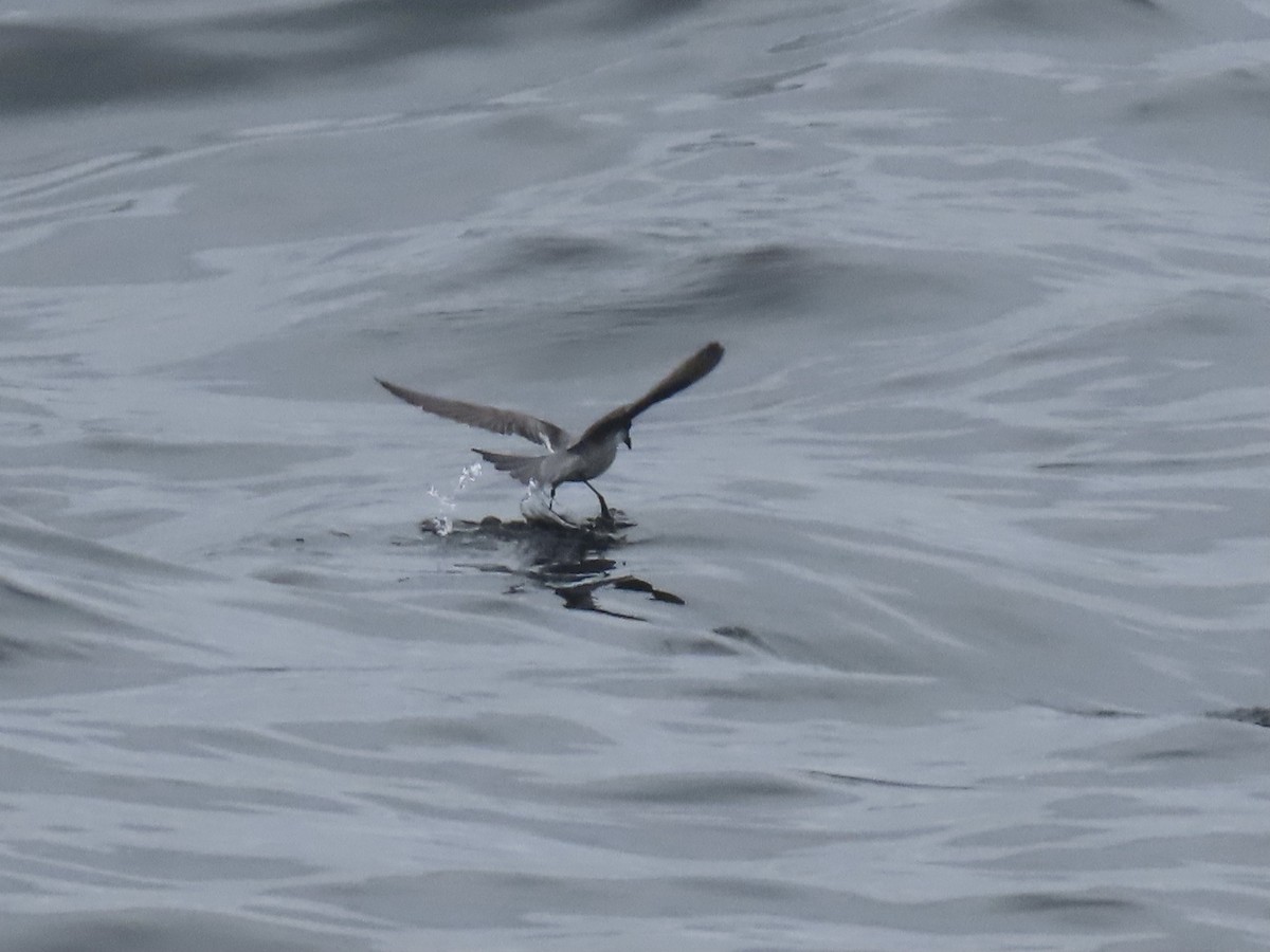 Fork-tailed Storm-Petrel - ML619747564