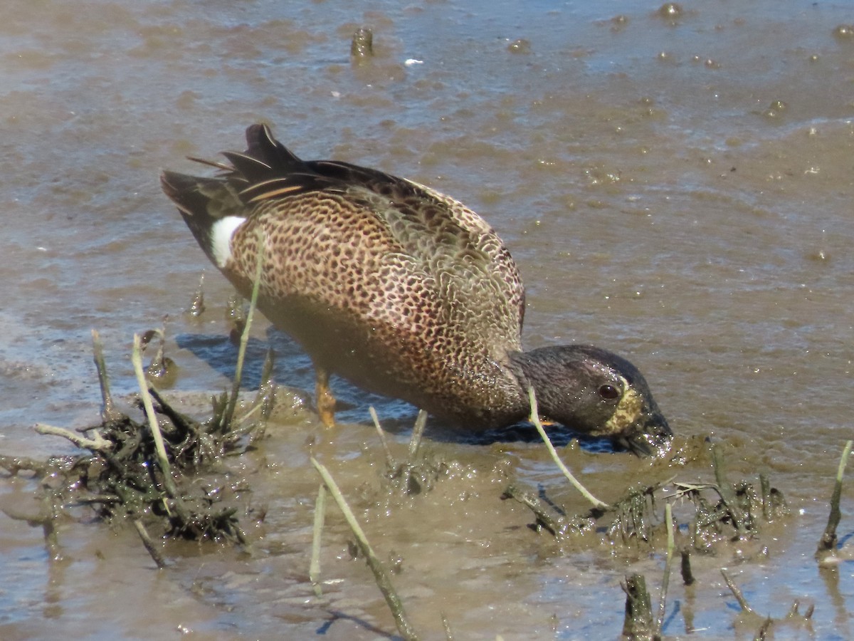 Blue-winged Teal - ML619747604