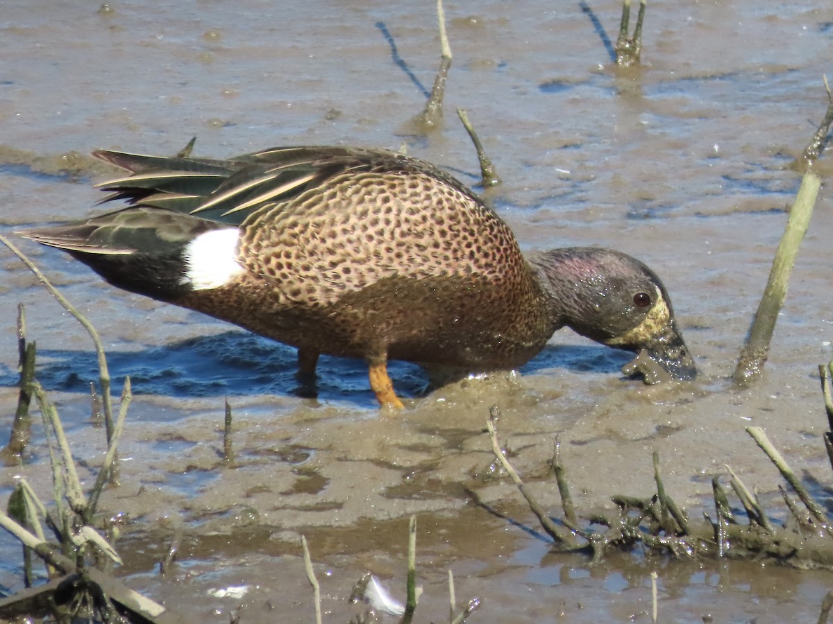 Blue-winged Teal - ML619747605