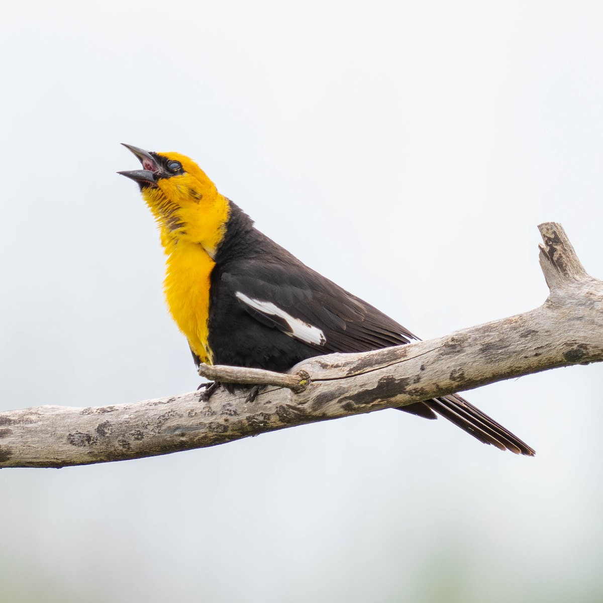 Yellow-headed Blackbird - ML619747619