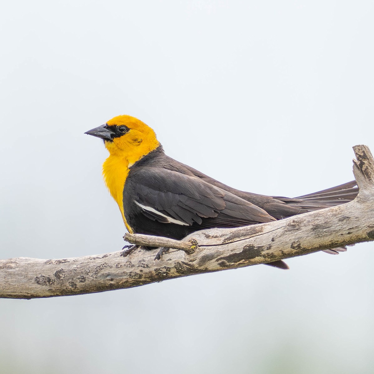Yellow-headed Blackbird - ML619747621