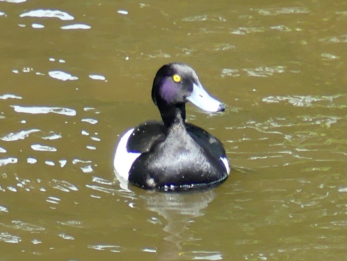 Tufted Duck - ML619747635