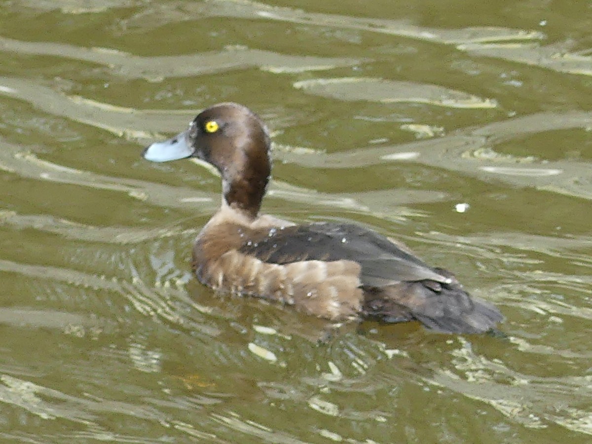 Tufted Duck - ML619747637