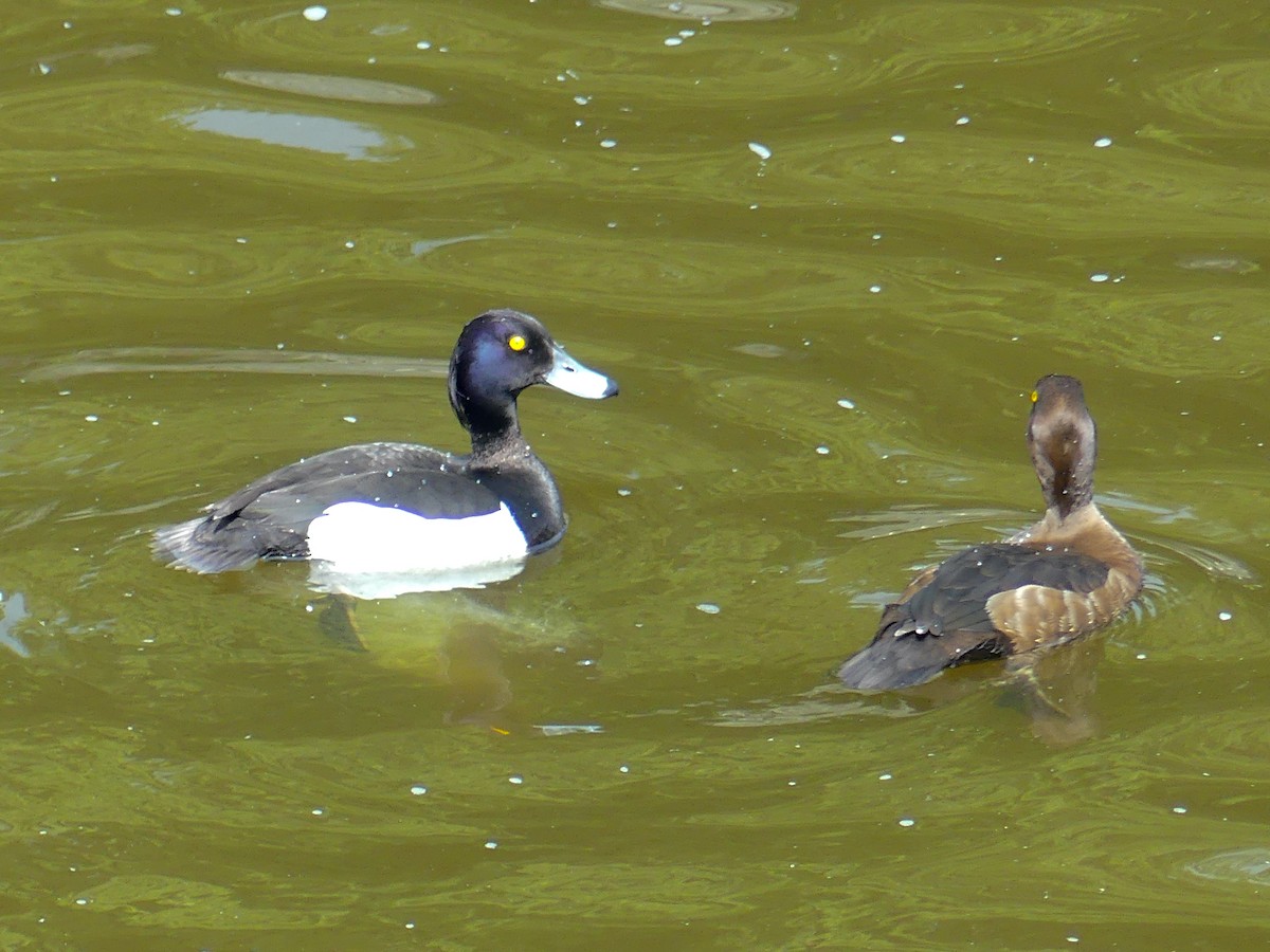Tufted Duck - ML619747638