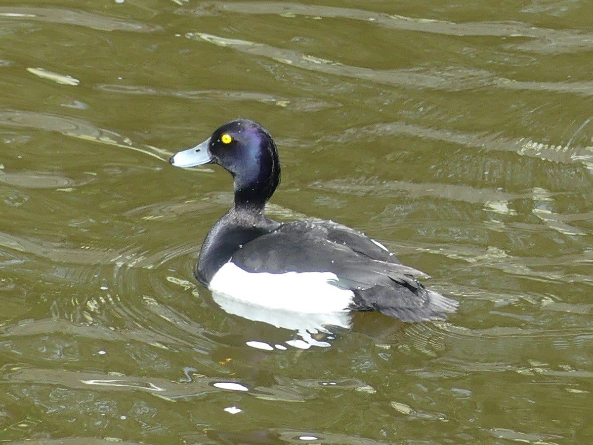 Tufted Duck - ML619747639