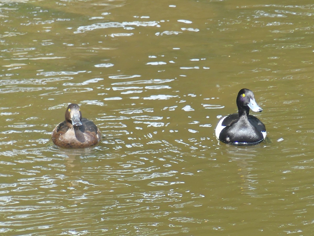 Tufted Duck - ML619747643