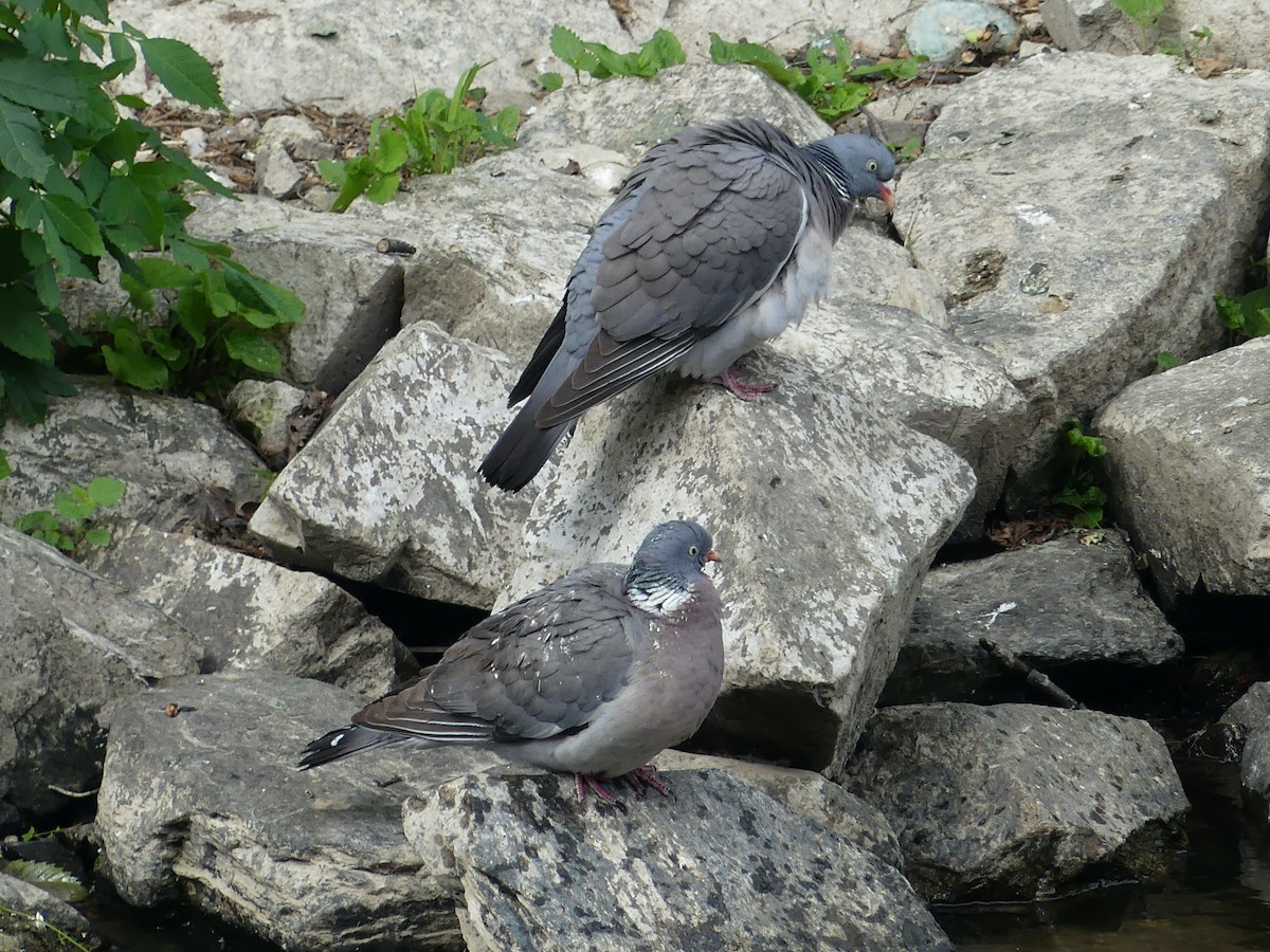 Common Wood-Pigeon - ML619747648