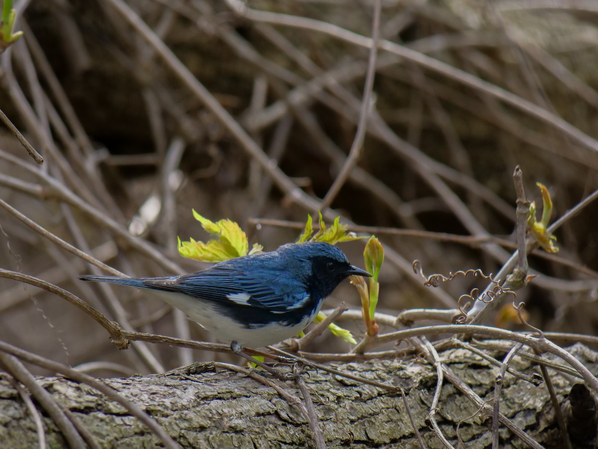 Black-throated Blue Warbler - ML619747682