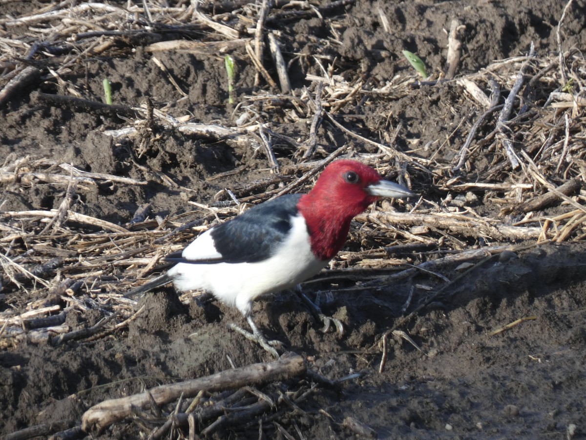 Red-headed Woodpecker - ML619747692