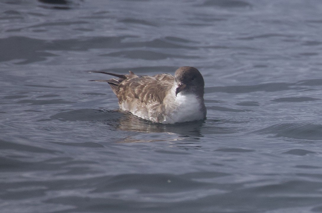 Pink-footed Shearwater - ML619747732