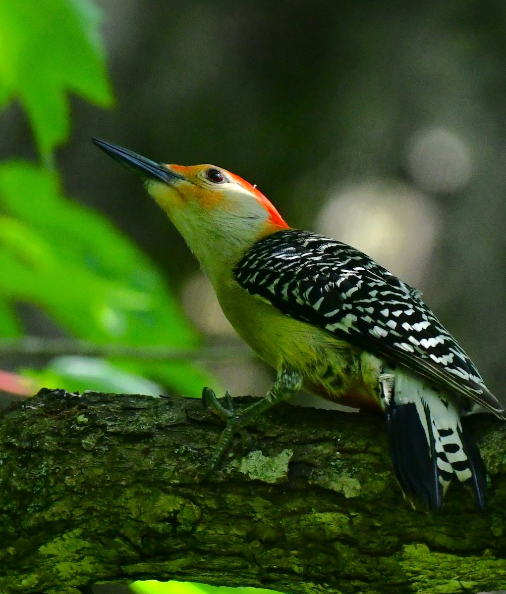 Red-bellied Woodpecker - ML619747773