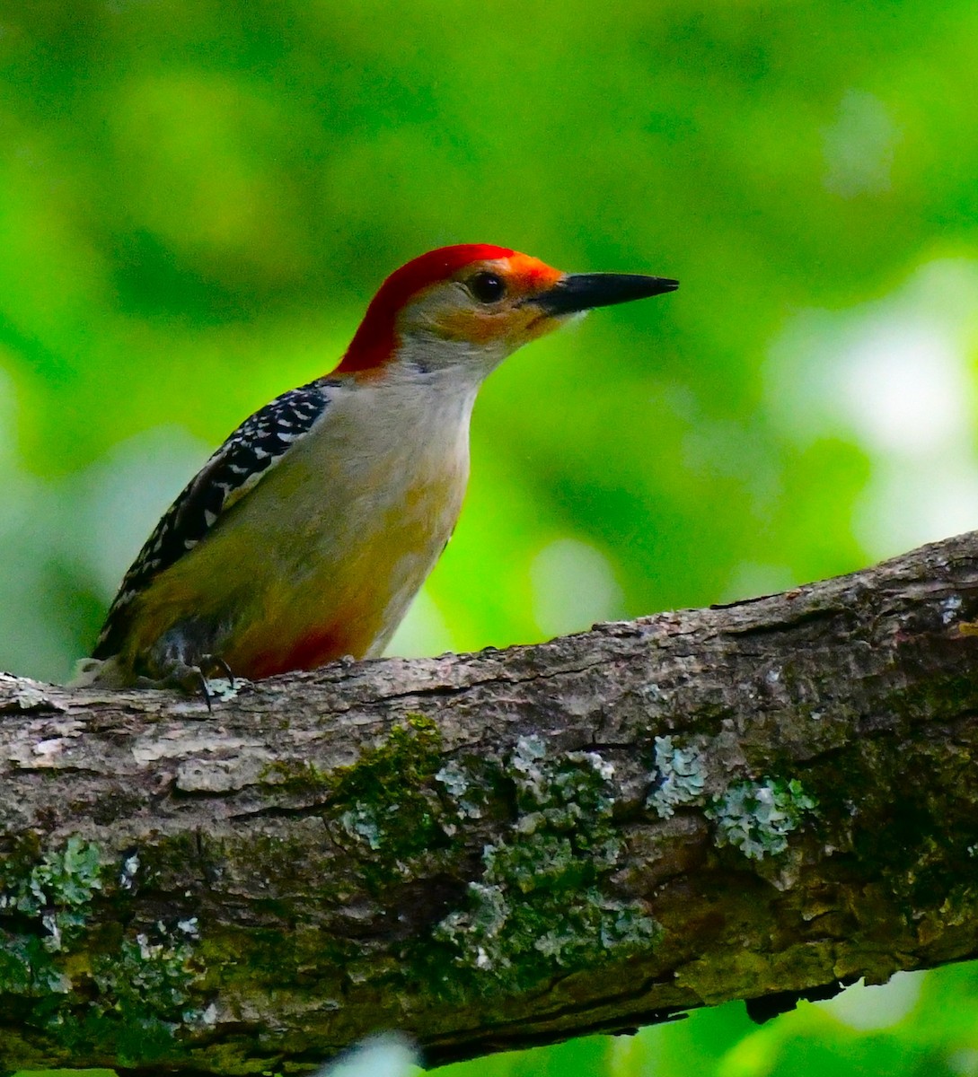 Red-bellied Woodpecker - ML619747774