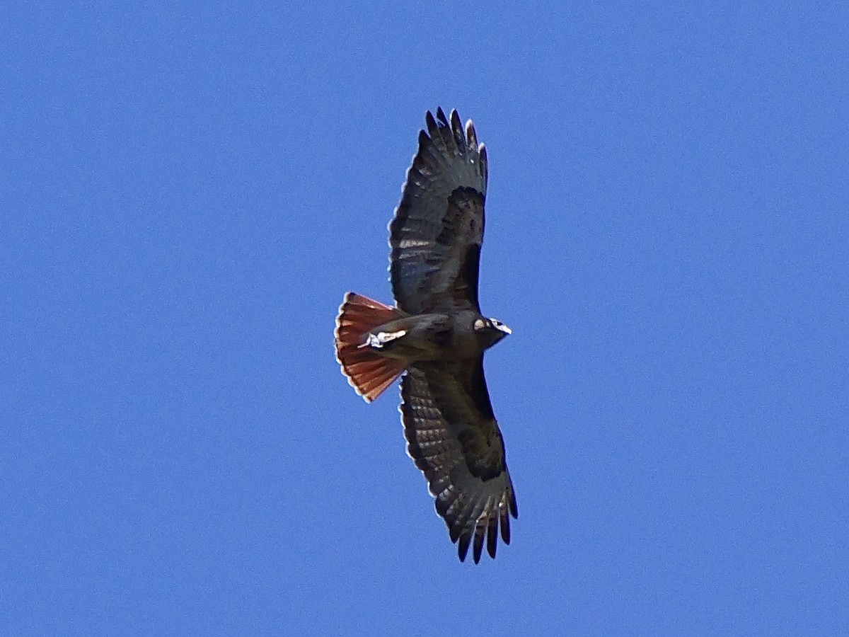 Red-tailed Hawk - ML619747790