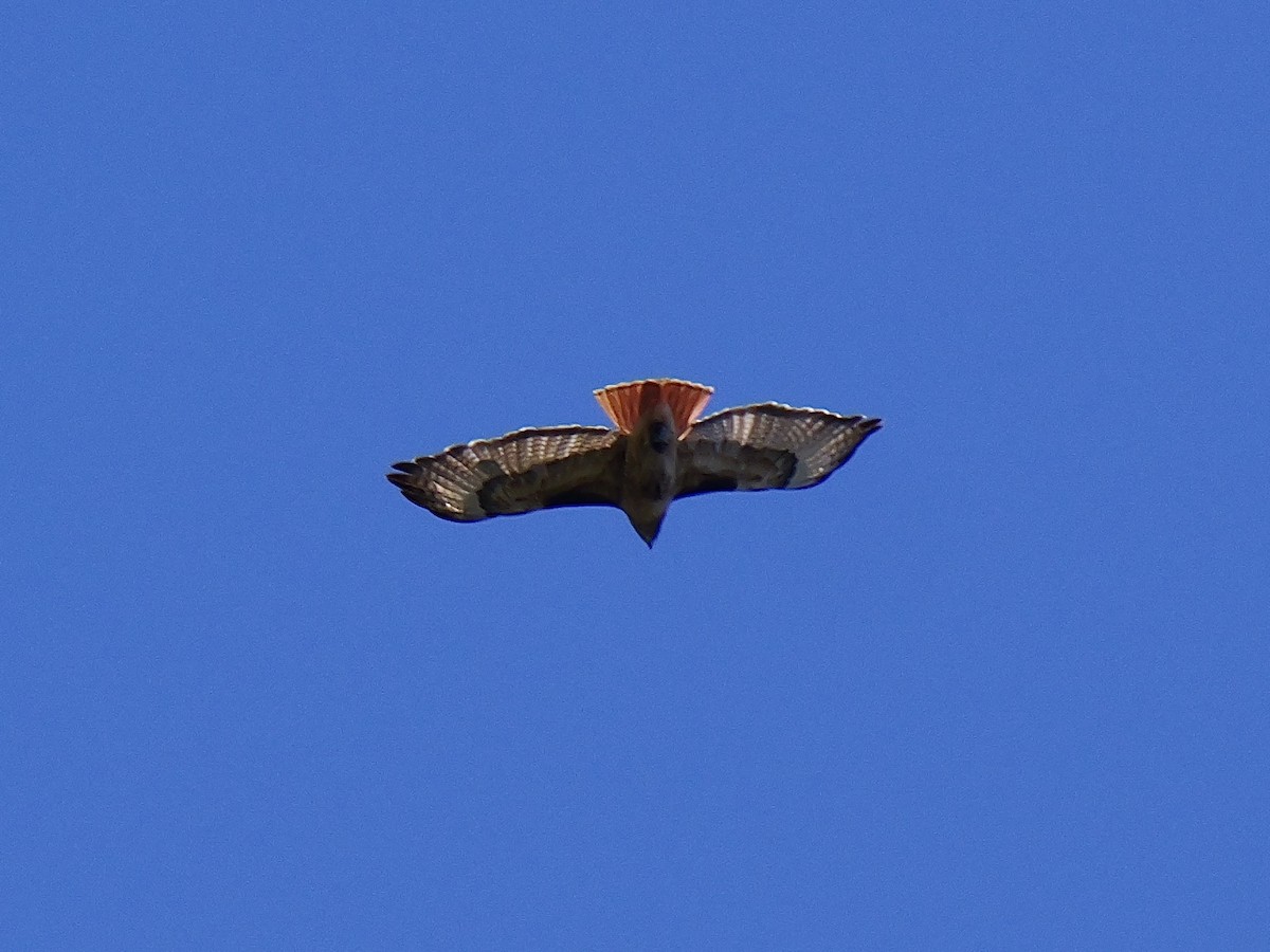 Red-tailed Hawk - ML619747791