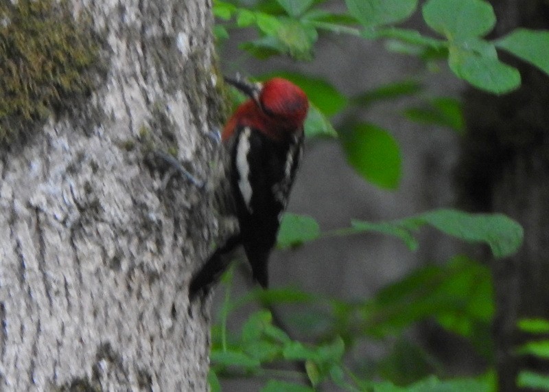 Red-breasted Sapsucker (ruber) - ML619747872
