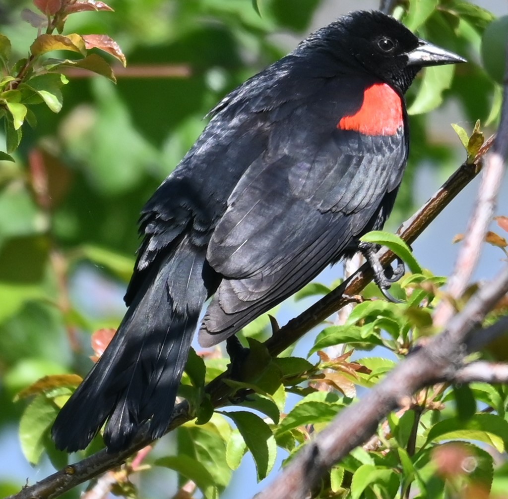 Red-winged Blackbird - ML619747878