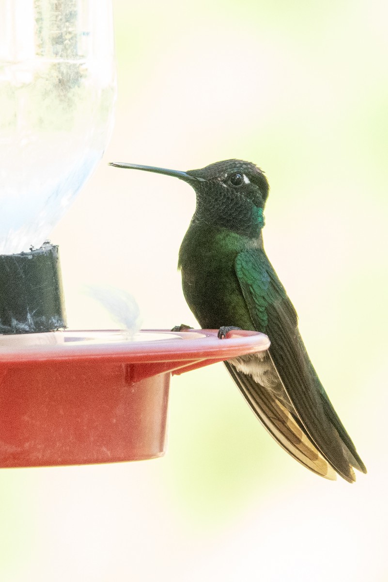 kolibřík skvostný - ML619747957
