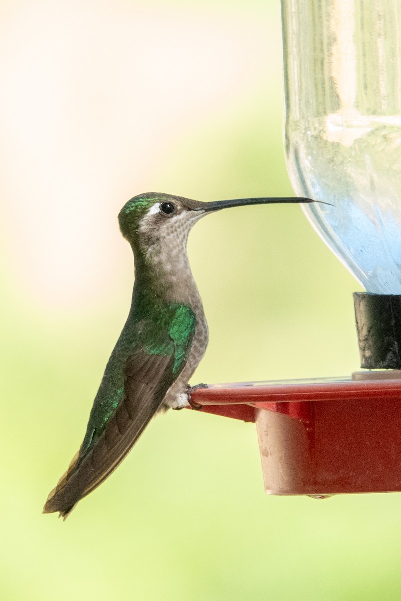 kolibřík skvostný - ML619747958
